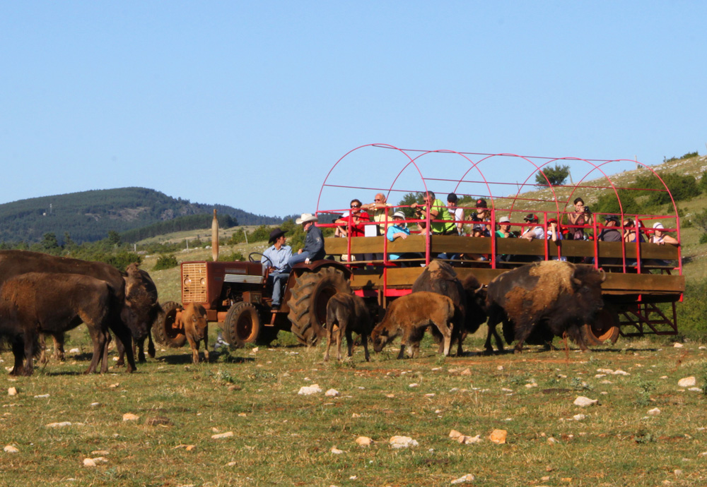 Bisons d'Amérique aux Randals