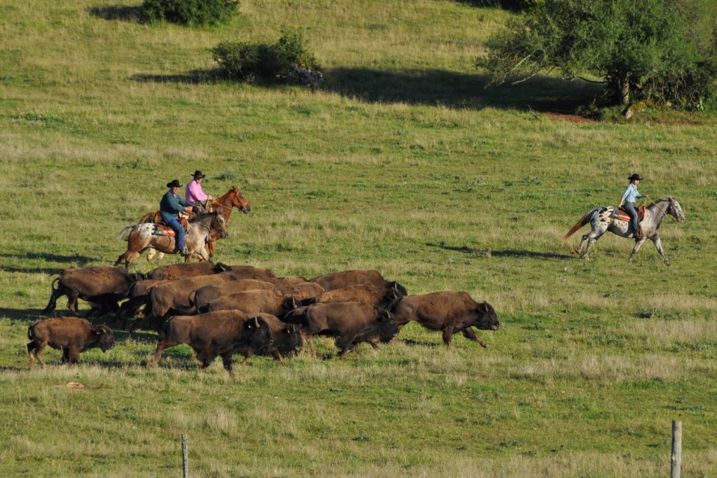 tri-bisons-2une