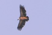 Gorges de la jonte : vautours