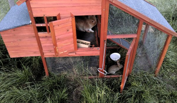 Village de Vacances Lozère : animaux acceptés