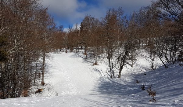 ski-mont-aigoual La chèvre