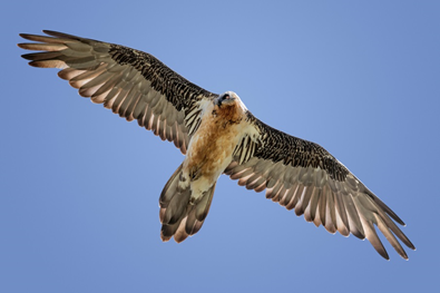 Vautour Gypaète Barbu